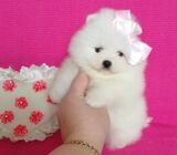 Male and Female pomeranian puppies avaialble for sale