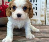 home breed  male and female Cavalier King Charles available for sale