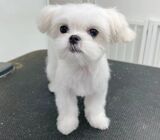 adorable pure home breed maltese puppies available for sale now