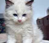 Purebred lovely RAGDOLL