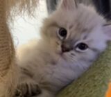 ragdoll kittens for sale