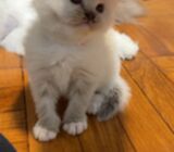 ragdoll kittens for sale