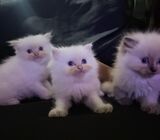 Singapore Ragdoll kitten