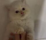 Singapore Ragdoll kitten