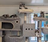 Stunning Maine coon kittens ready