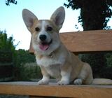 Stunning Generation KC Pembroke Corgi puppies