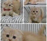 Scottish fold Kitten