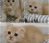 Scottish Fold Kitten