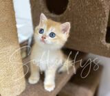 Golden British Shorthair Kitten
