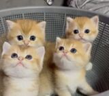 Golden British Shorthair Kitten