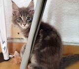 Adorable Maine Coon kitten