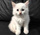 Pure breed Ragdoll Kittens
