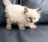 Pure breed Ragdoll Kittens